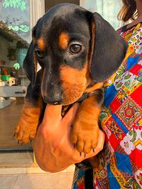 Cuccioli di bassotto