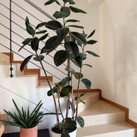 Pianta di Ficus alta 2 metri