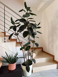 Pianta di Ficus alta 2 metri