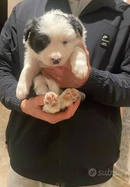 Border collie maschio con pedigree