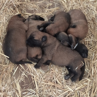 Cuccioli Pastore Belga Malinois Bari Puglia