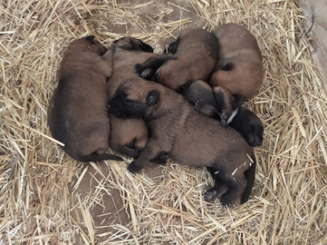 Cuccioli Pastore Belga Malinois Bari Puglia