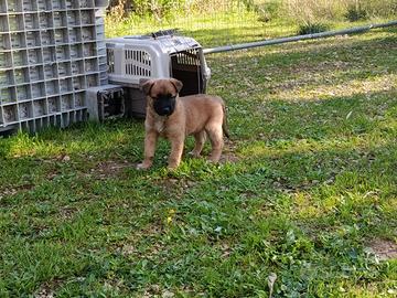 Pastore belga malinois