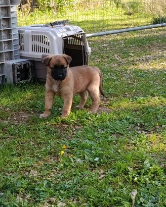 Pastore belga malinois