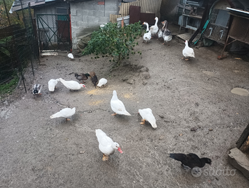 Oce anatre mute e germani