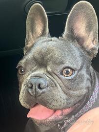 Buldog francese