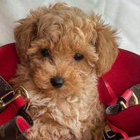 Barboncino Toy albicocca e red Mismark