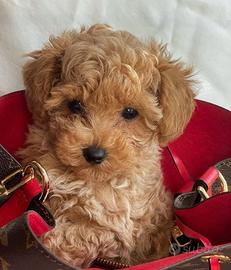 Barboncino Toy albicocca e red Mismark