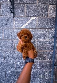 Cuccioli Barboncino Toy maschio e femmina
