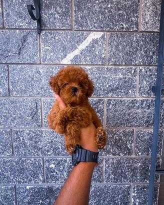 Cuccioli Barboncino Toy maschio e femmina