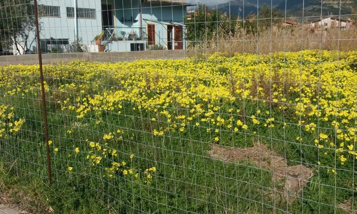 Terreno ad uso commerciale e residenziale