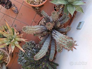 Amanti delle piante grasse