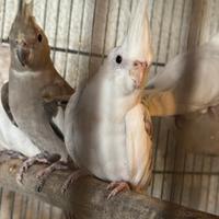 Pappagalli calopsiti