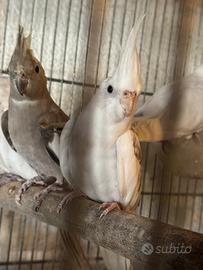 Pappagalli calopsiti