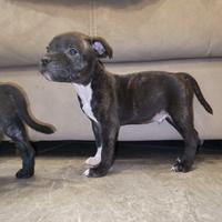 Staffordshire bull terrier