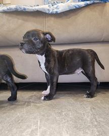 Staffordshire bull terrier