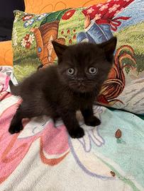 British shorthair nera femmina