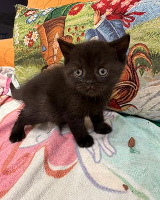 British shorthair nera femmina