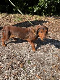 Dachsbracke femmina pronta caccia al cinghiale