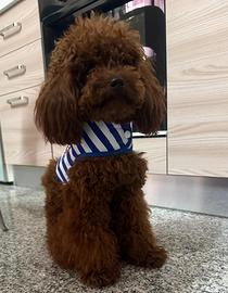 Barboncino da monta maschio