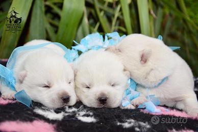 Cuccioli Siberian Husky Total White linea russa