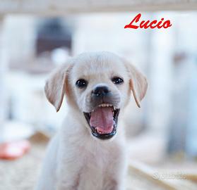 Lucio cucciolo incrocio labrador