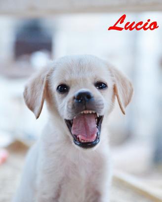 Lucio cucciolo incrocio labrador