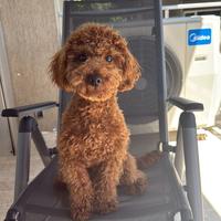 Cagnolino barboncino nan per accoppiamento o monta