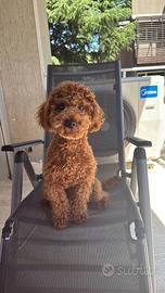 Cagnolino barboncino nan per accoppiamento o monta