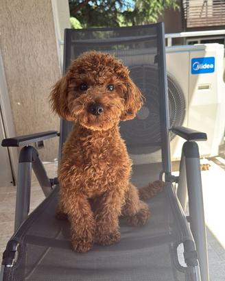 Cagnolino barboncino nan per accoppiamento o monta