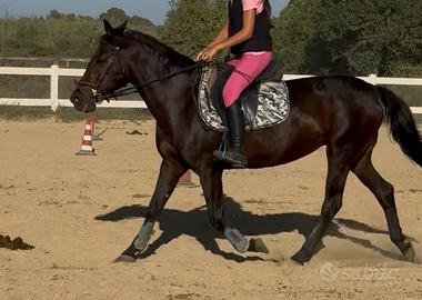 Pony per scuola e passeggiate