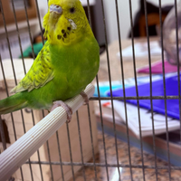 Coppia Coccorita