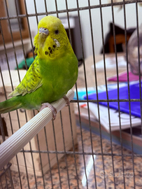 Coppia Coccorita