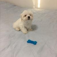 Maltese toy