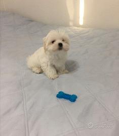 Maltese toy