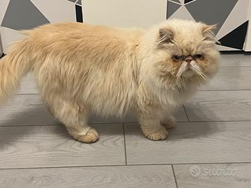 Persiano maschio