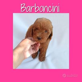 Barboncini toy
