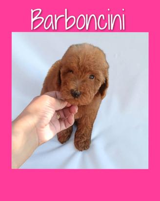 Barboncini toy