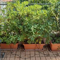 piante da giardino in vaso