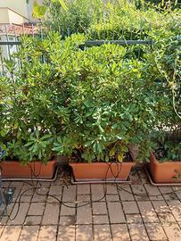 piante da giardino in vaso