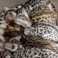 Gatti cuccioli di razza Bengala femmine gatta