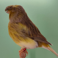 Canarino Gloster Fancy Corona Cinnamon adulto 202