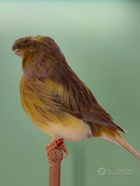 Canarino Gloster Fancy Corona Cinnamon adulto 202