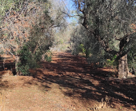 Terreno agricolo con casale