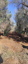 Terreno agricolo con casale