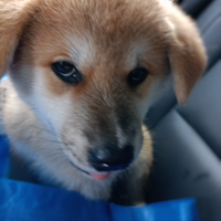 Ultime 2 femmine Akita inu