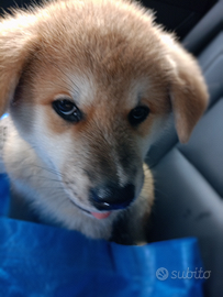 Ultime 2 femmine Akita inu