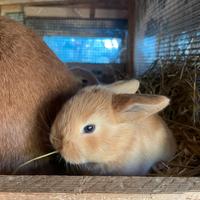 Cuccioli conigli ariete nani blu Vienna e fulvi