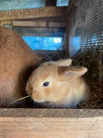 Cuccioli conigli ariete nani blu Vienna e fulvi