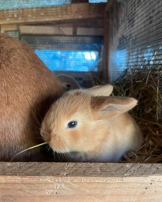 Cuccioli conigli ariete nani blu Vienna e fulvi